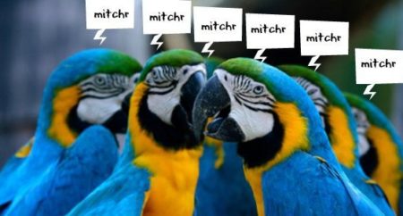 several blue and gold macaw parrots chanting mitchr