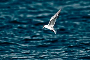 Arctic Tern over water