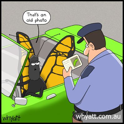 butterfly driving car taling to officer looking a picture of caterpillar